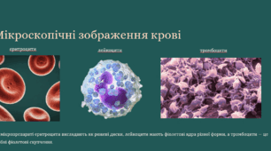 Внутрішнє середовище організму та його складові. Поняття про гомеостаз. Кров, її склад та функції.   Лабораторне дослідження № 7. Дослідження мікроскопічної будови крові людини