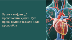 Будова та функції кровоносних судин. Рух крові: велике та мале коло кровообігу