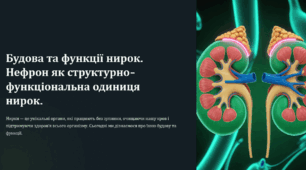 Будова та функції нирок. Нефрон як структурно-функціональна одиниця нирок.