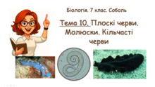 Тема 10. Плоскі черви. Молюски. Кільчасті черви. Біологія. 7 клас. Соболь