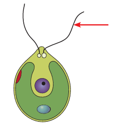 0900f0np-72a6-243x268.png