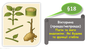 7 клас НУШ. Вікторина "Правда/Неправда". Пагін та його видозміни. Які будова та функції стебла
