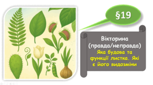 7 клас НУШ. Вікторина "Правда/Неправда". Яка будова та функції листка. Які є його видозміни