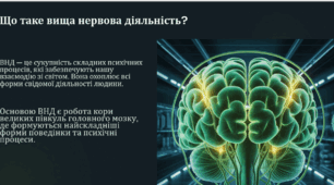 Вища нервова діяльність: основи роботи людського мозку