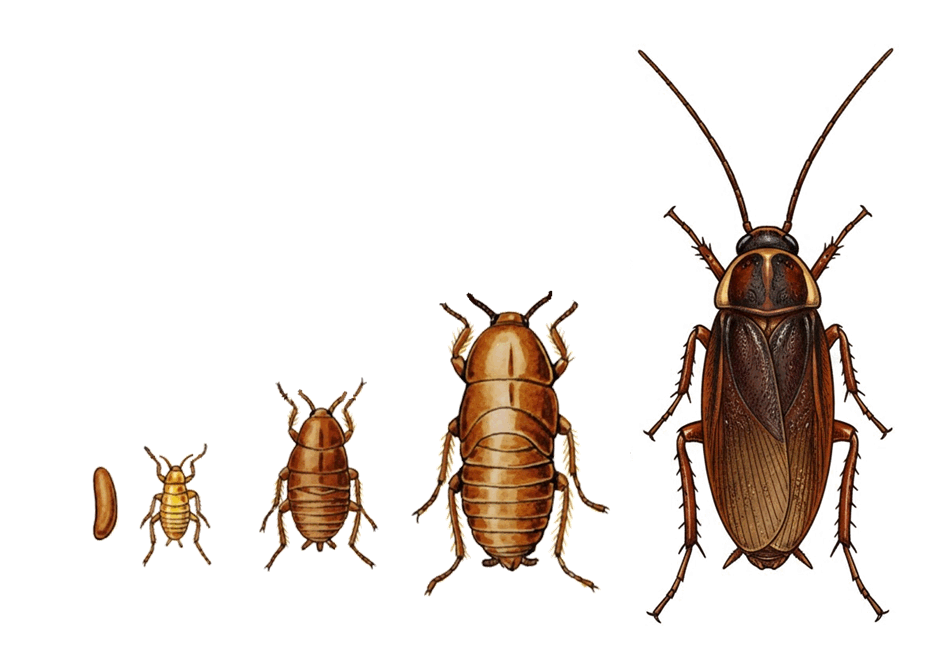 0900f9cw-f0b1-933x657.png