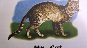 'Mr Cat' quiz