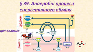 § 39. Анаеробні процеси енергетичного обміну(профіль)