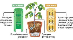 "Рослина — цілісний інтегрований організм"Група результатів 1