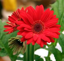 0900fjb9-9f96-367x349.jpg