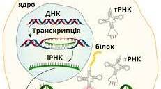 Контрольна робота з теми "Збереження та реалізація спадкової інформації", 9 клас