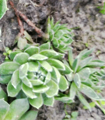 0900fl0c-5b1f-345x395.png