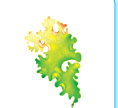0900fogu-a1a1-235x215.png