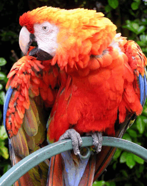 0900fs4a-3919-299x378.png