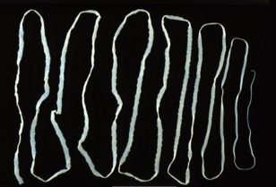 0900fs4x-b33c-308x209.png