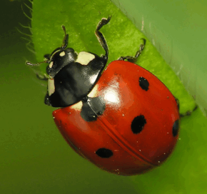 0900fs5o-c343-290x272.png