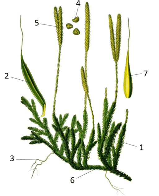 0900fzk4-5f21-513x632.png