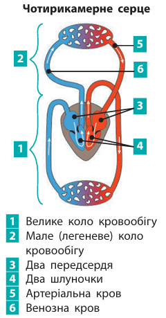 0900g2g8-bc0e-240x459.png