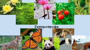 Живлення і  травлення гетеротрофних організмів. 