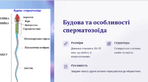 Статеві клітини. Суть та біологічне значення запліднення