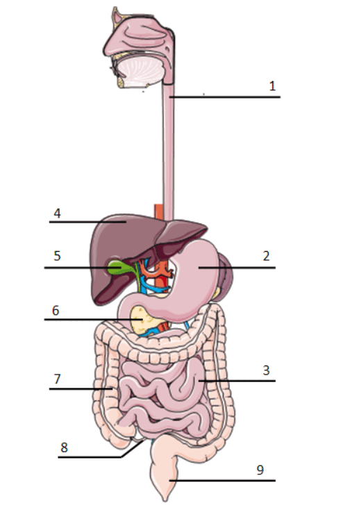 0900g922-7ae9-494x744.png
