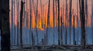 Лісове господарство України під час війни.