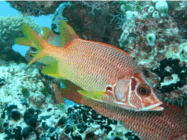 0900glr0-c590-187x140.png