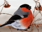 0900gm0n-02c6-182x139.png