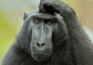 0900gm18-2646-186x130.png