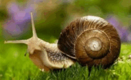 0900gm40-adfd-190x116.png