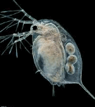 0900gm5c-d529-135x152.png
