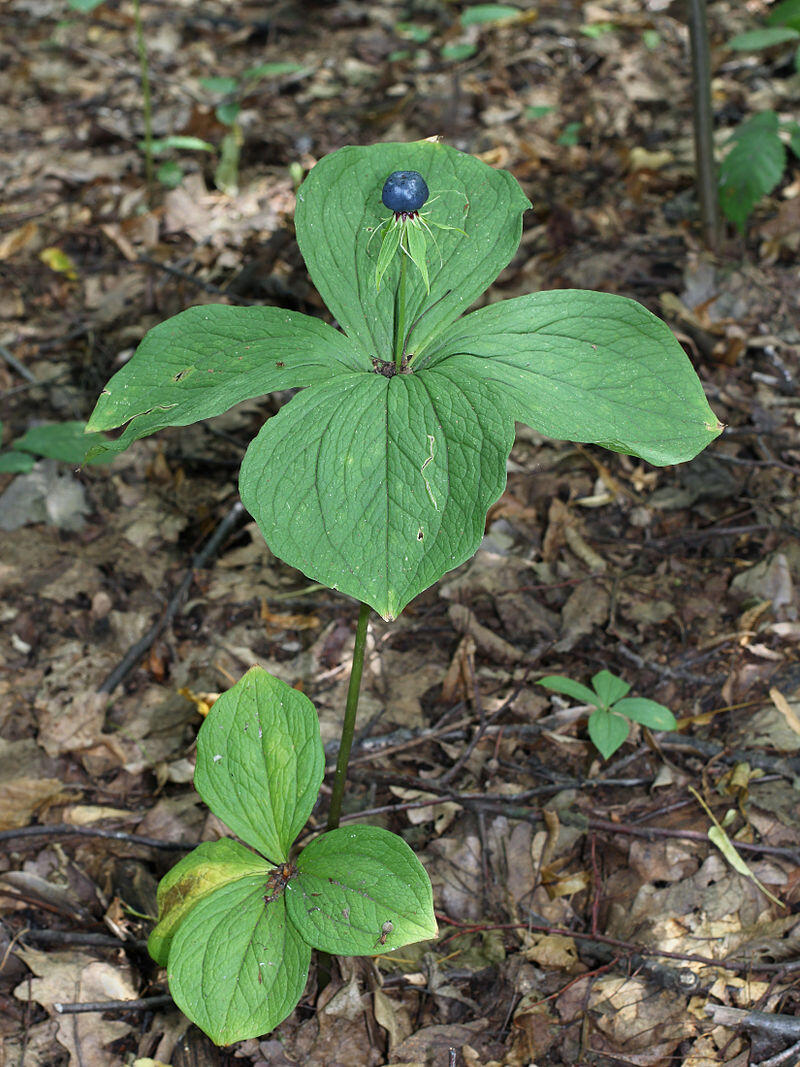 0900gmxj-985c-800x1067.jpg