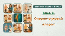 Тема 3. Опорно-руховий апарат