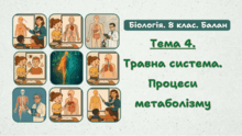 Тема 4. Травна система. Процеси метаболізму