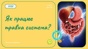 Травна система, процеси метаболізму