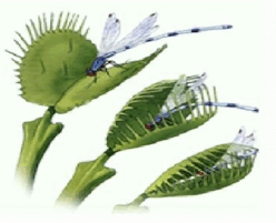 0900guar-669c-248x201.png
