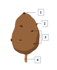 0900gvn6-1611-243x297.png