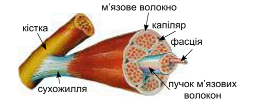 0900gx29-ce1d-512x211.png