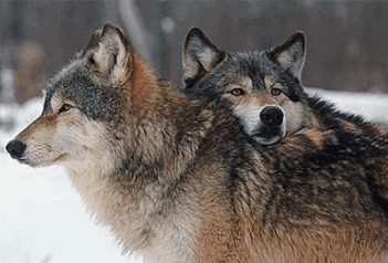 0900h6x4-c683-351x238.png