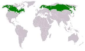 География: Тест: Природни зони
