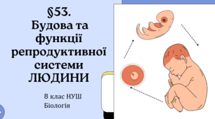 Презентація  до уроку  «§53.Будова та функції репродуктивної системи людини» 