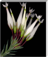 0900hsur-5d53-159x188.png