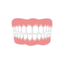 The Different Types of Teeth – Gentle Dentist