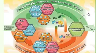 Проміжний контроль знань з теми "Обмін речовин та перетворення енергії".