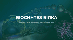 Біосинтез білка
