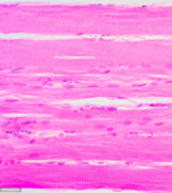 0900id4h-d381-156x175.png