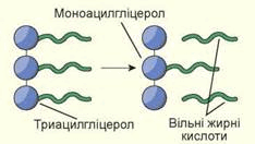 0900idg0-d409-234x132.png