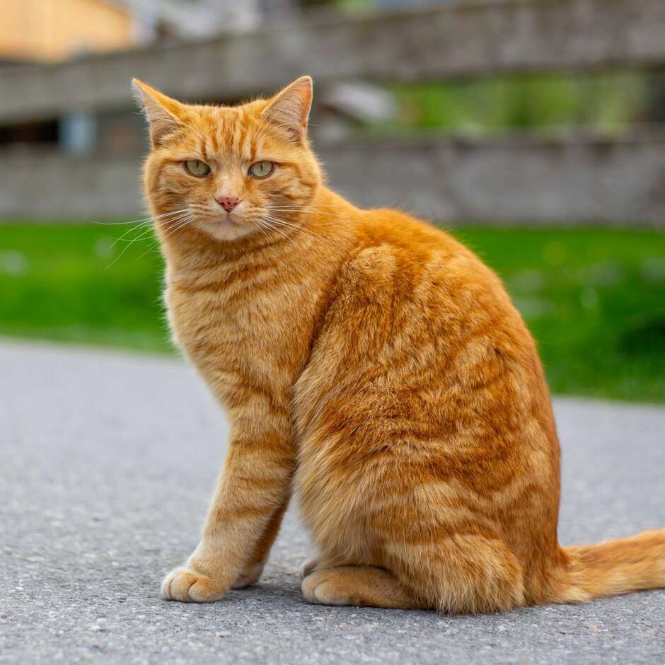 Scientists solve the mystery of ginger cats – helped by hundreds of cat owners | US news | The Guardian