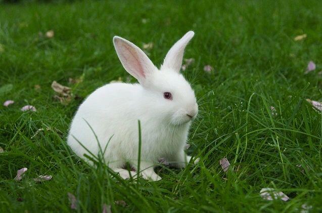 Florida White Rabbits are the BEST rabbit breed. Here's why...