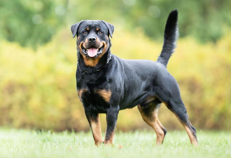Black and Brown Dog Breeds: Traits, Temperament, and Care Guide | Woof Blankets