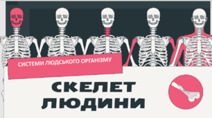Скелет людини